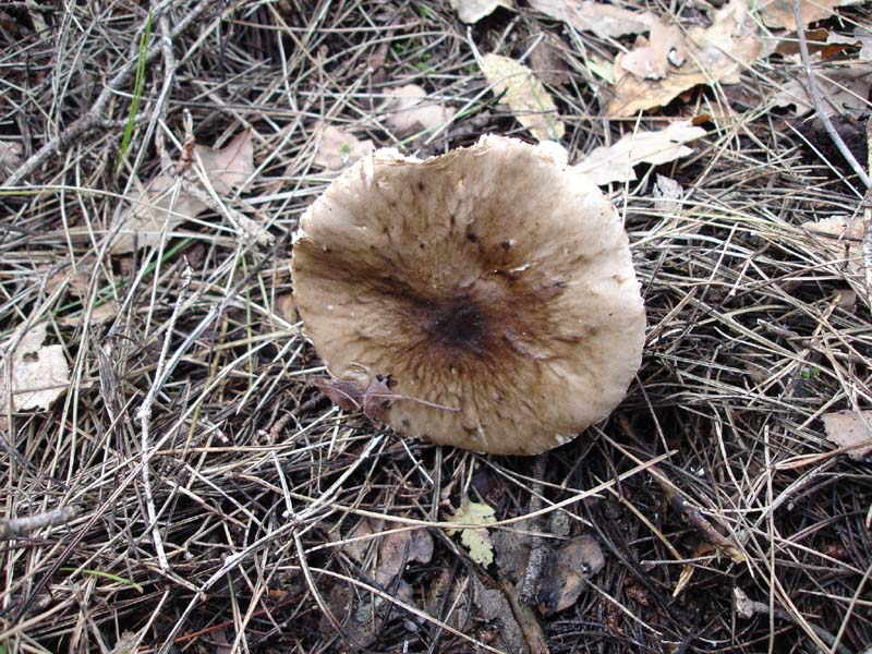 2 dic.3 Murgia barese (Limacella sp.)